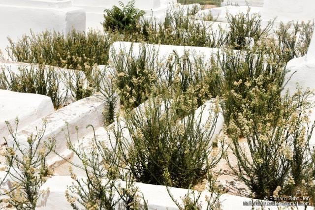 maroc meknes cimetiere juif ancien tombes ZBL 9973