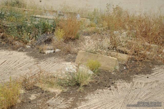 maroc meknes cimetiere juif tombe carre algeriens ZBL 8228 (204)
