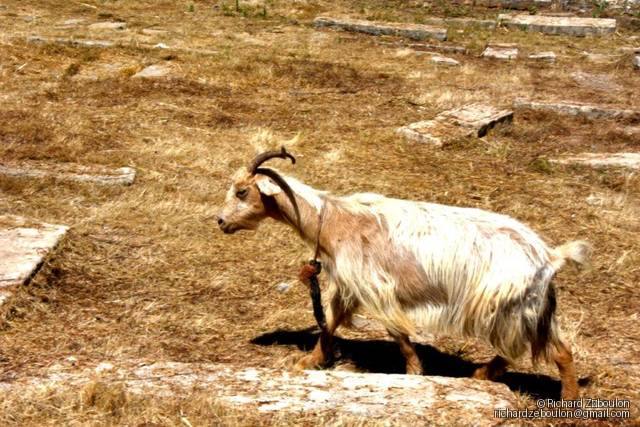 maroc rabat av jazirat al arabe cimetiere juif ancien animmaux chevres ZBL 5236 (1)