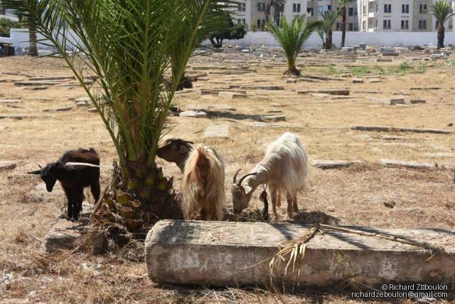 maroc rabat av jazirat al arabe cimetiere juif ancien animmaux chevres ZBL 5236 (2)