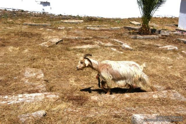 maroc rabat av jazirat al arabe cimetiere juif ancien animmaux chevres ZBL 5236 (6)