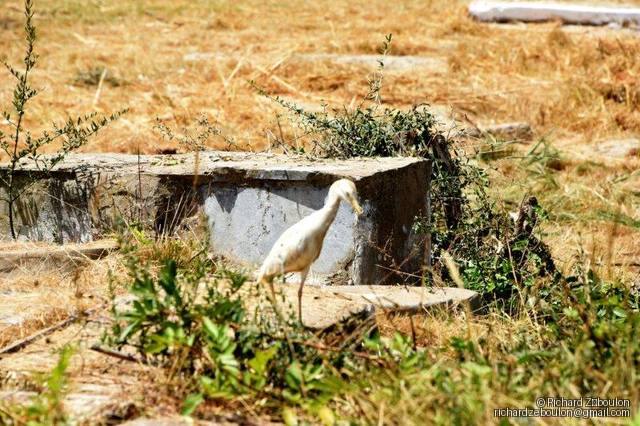 maroc sale cimetiere juif tombe animaux oiseu ZBL 4913 (11)