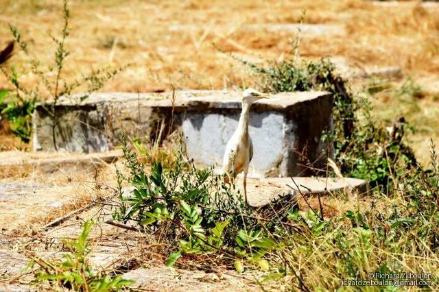maroc sale cimetiere juif tombe animaux oiseu ZBL 4913 (12)